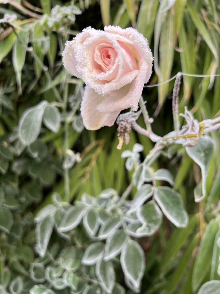 La vie n'a pas dit son dernier mot